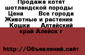 Продажа котят шотландской породы › Цена ­ - - Все города Животные и растения » Кошки   . Алтайский край,Алейск г.